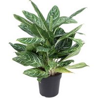 Kategorie <b>Produkt ohne Kategoriezuordnung </b> - Aglaonema Golden Madonna