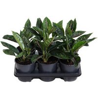 Kategorie <b>Produkt ohne Kategoriezuordnung </b> - Aglaonema Green Star