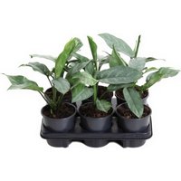 Kategorie <b>Produkt ohne Kategoriezuordnung </b> - Aglaonema Grey