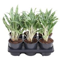 Kategorie <b>Produkt ohne Kategoriezuordnung </b> - Aglaonema Grey Hound