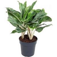 Kategorie <b>Produkt ohne Kategoriezuordnung </b> - Aglaonema Horizon