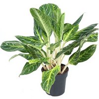Kategorie <b>Produkt ohne Kategoriezuordnung </b> - Aglaonema Key Lime
