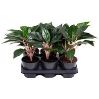 Kategorie <b>Produkt ohne Kategoriezuordnung </b> - Aglaonema Misterio