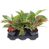 Kategorie <b>Produkt ohne Kategoriezuordnung </b> - Aglaonema Night Sparkle