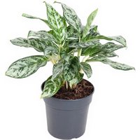 Kategorie <b>Produkt ohne Kategoriezuordnung </b> - Aglaonema Patricia