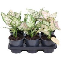 Kategorie <b>Produkt ohne Kategoriezuordnung </b> - Aglaonema Pink Eileen