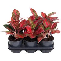 Kategorie <b>Produkt ohne Kategoriezuordnung </b> - Aglaonema Red Star