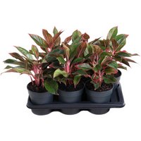 Kategorie <b>Produkt ohne Kategoriezuordnung </b> - Aglaonema Siam Red