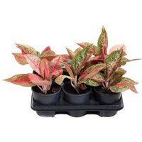 Kategorie <b>Produkt ohne Kategoriezuordnung </b> - Aglaonema Starshine