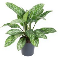 Kategorie <b>Produkt ohne Kategoriezuordnung </b> - Aglaonema Stripes