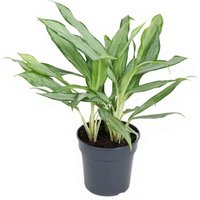 Kategorie <b>Produkt ohne Kategoriezuordnung </b> - Aglaonema White Lance