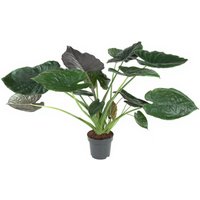 Kategorie <b>Produkt ohne Kategoriezuordnung </b> - Alocasia Wentii
