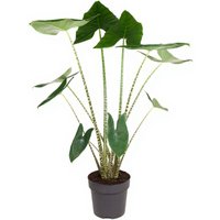 Kategorie <b>Produkt ohne Kategoriezuordnung </b> - Alocasia Zebrina