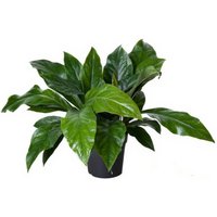 Kategorie <b>Produkt ohne Kategoriezuordnung </b> - Anthurium Jungle Bush 2pp