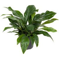 Kategorie <b>Produkt ohne Kategoriezuordnung </b> - Anthurium Jungle Bush 3pp