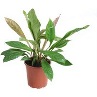 Kategorie <b>Produkt ohne Kategoriezuordnung </b> - Anthurium Jungle King 2pp
