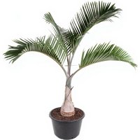 Kategorie <b>Produkt ohne Kategoriezuordnung </b> - Areca Langenicauls