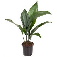 Kategorie <b>Produkt ohne Kategoriezuordnung </b> - Aspidistra Elatior 7 blättrig