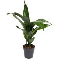 Kategorie <b>Produkt ohne Kategoriezuordnung </b> - Aspidistra Elatior 12 blättrig