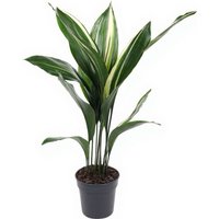 Kategorie <b>Produkt ohne Kategoriezuordnung </b> - Aspidistra Elatior Variegata 10 blättrig