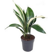 Kategorie <b>Produkt ohne Kategoriezuordnung </b> - Aspidistra Elatior Variegata 12 blättrig