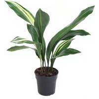 Kategorie <b>Produkt ohne Kategoriezuordnung </b> - Aspidistra Elatior Variegata 9 blättrig
