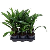 Kategorie <b>Produkt ohne Kategoriezuordnung </b> - Aspidistra Milky Way 7 blättrig