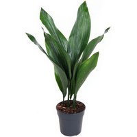 Kategorie <b>Produkt ohne Kategoriezuordnung </b> - Aspidistra Milky Way 10 blättrig