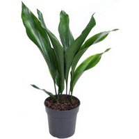 Kategorie <b>Produkt ohne Kategoriezuordnung </b> - Aspidistra Milky Way 12 blättrig