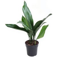 Kategorie <b>Produkt ohne Kategoriezuordnung </b> - Aspidistra Milky Way 9 blättrig