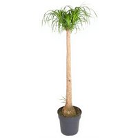 Kategorie <b>Produkt ohne Kategoriezuordnung </b> - Beaucarnea Stamm 3ft