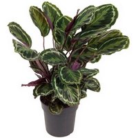 Kategorie <b>Produkt ohne Kategoriezuordnung </b> - Calathea Medallion