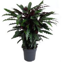 Kategorie <b>Produkt ohne Kategoriezuordnung </b> - Calathea Wavestar