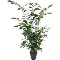 Kategorie <b>Produkt ohne Kategoriezuordnung </b> - Caryota Mitis