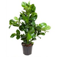 Kategorie <b>Produkt ohne Kategoriezuordnung </b> - Clusia Rosea 3pp