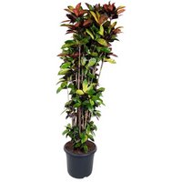 Kategorie <b>Produkt ohne Kategoriezuordnung </b> - Codiaeum Iceton