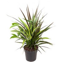 Kategorie <b>Produkt ohne Kategoriezuordnung </b> - Combo