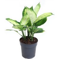 Kategorie <b>Produkt ohne Kategoriezuordnung </b> - Dieffenbachia Tropic Marianna