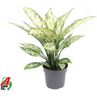 Kategorie <b>Produkt ohne Kategoriezuordnung </b> - Dieffenbachia Vesuvius