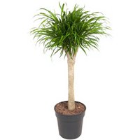 Kategorie <b>Produkt ohne Kategoriezuordnung </b> - Dracaena Anita Stamm+ verzweigt