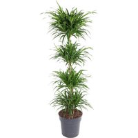 Kategorie <b>Produkt ohne Kategoriezuordnung </b> - Dracaena Anita varriegata carrousel