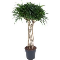 Kategorie <b>Produkt ohne Kategoriezuordnung </b> - Dracaena Anita varriegata Koker