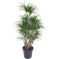 Kategorie <b>Produkt ohne Kategoriezuordnung </b> - Dracaena Anita verzweigt