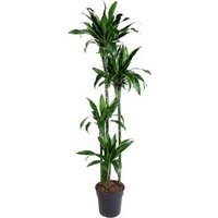 Kategorie <b>Produkt ohne Kategoriezuordnung </b> - Dracaena Arturo 120-90-60-30