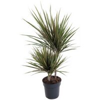 Kategorie <b>Produkt ohne Kategoriezuordnung </b> - Dracaena Bicolor 30-10
