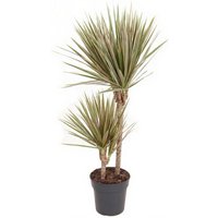 Kategorie <b>Produkt ohne Kategoriezuordnung </b> - Dracaena Bicolor 45-15