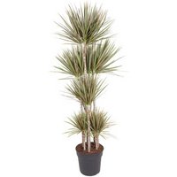Kategorie <b>Produkt ohne Kategoriezuordnung </b> - Dracaena Bicolor 120-carrousel