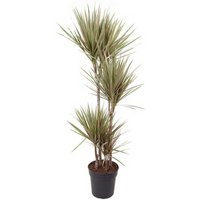 Kategorie <b>Produkt ohne Kategoriezuordnung </b> - Dracaena Bicolor 90-60-30-15