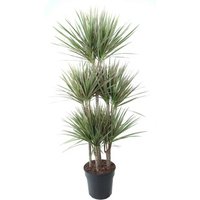 Kategorie <b>Produkt ohne Kategoriezuordnung </b> - Dracaena Bicolor 90-carrousel