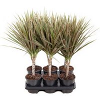 Kategorie <b>Produkt ohne Kategoriezuordnung </b> - Dracaena Bicolor Stamm 15cm P13
